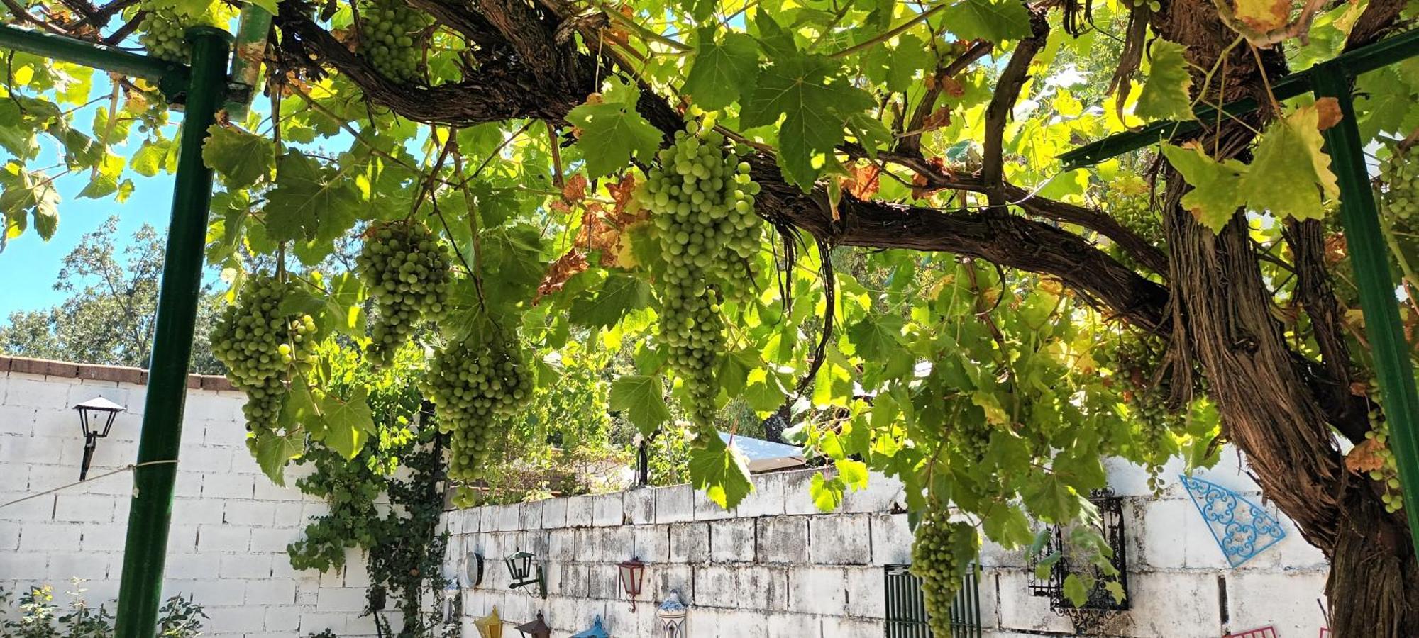 בית הארחה סרסדייה 	La Parra De Pepa מראה חיצוני תמונה